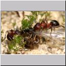 Formica -Serviformica- sanguinea - Blutrote Raubameise 40a 9mm mit Koenigin von Lasius niger.jpg